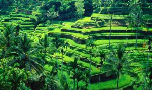 Tegalalang Rice Paddies - Ubud Village and Monkey Forest Tour